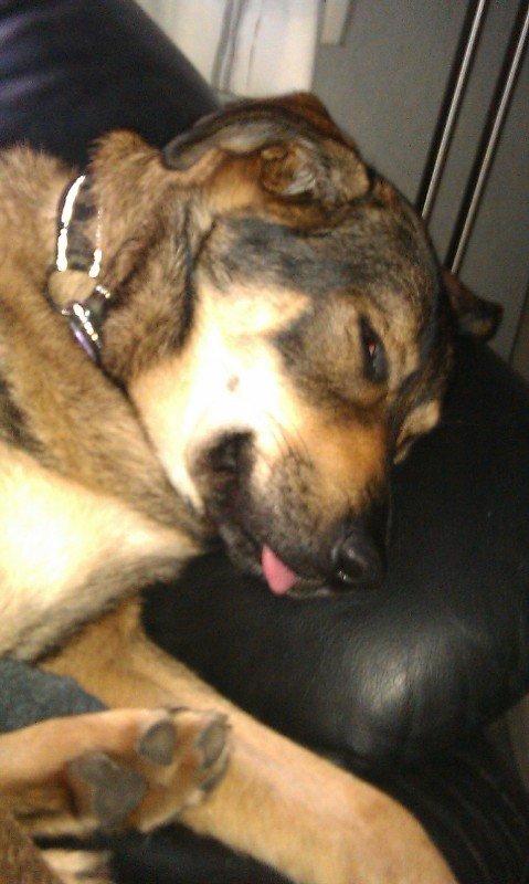 Blanding af racer Laika billede 15