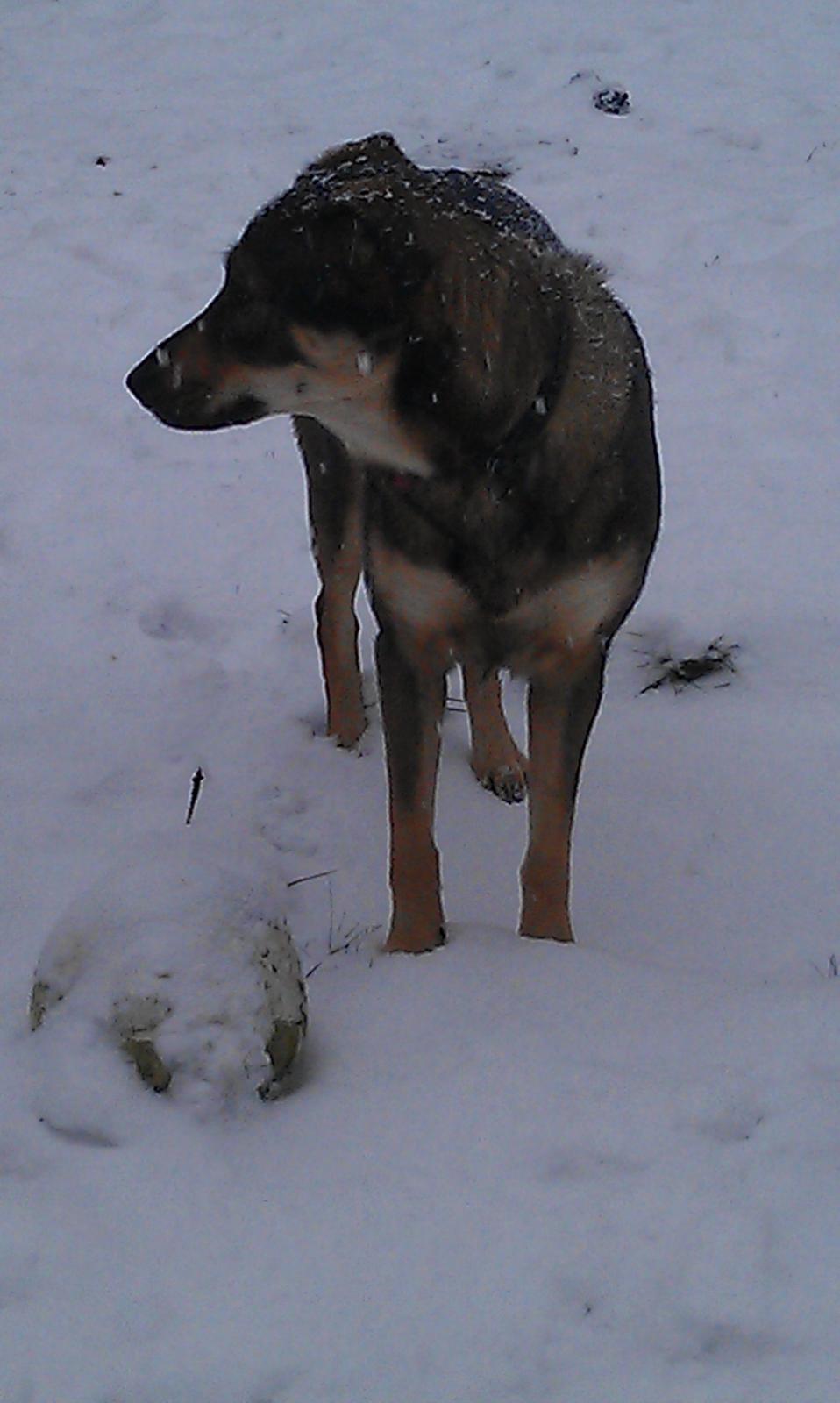 Blanding af racer Laika billede 16