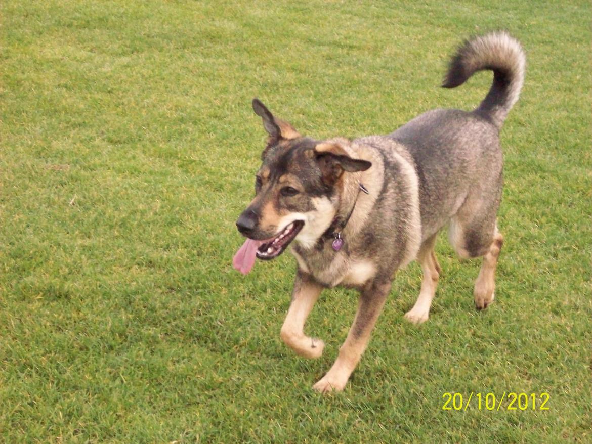 Blanding af racer Laika billede 17