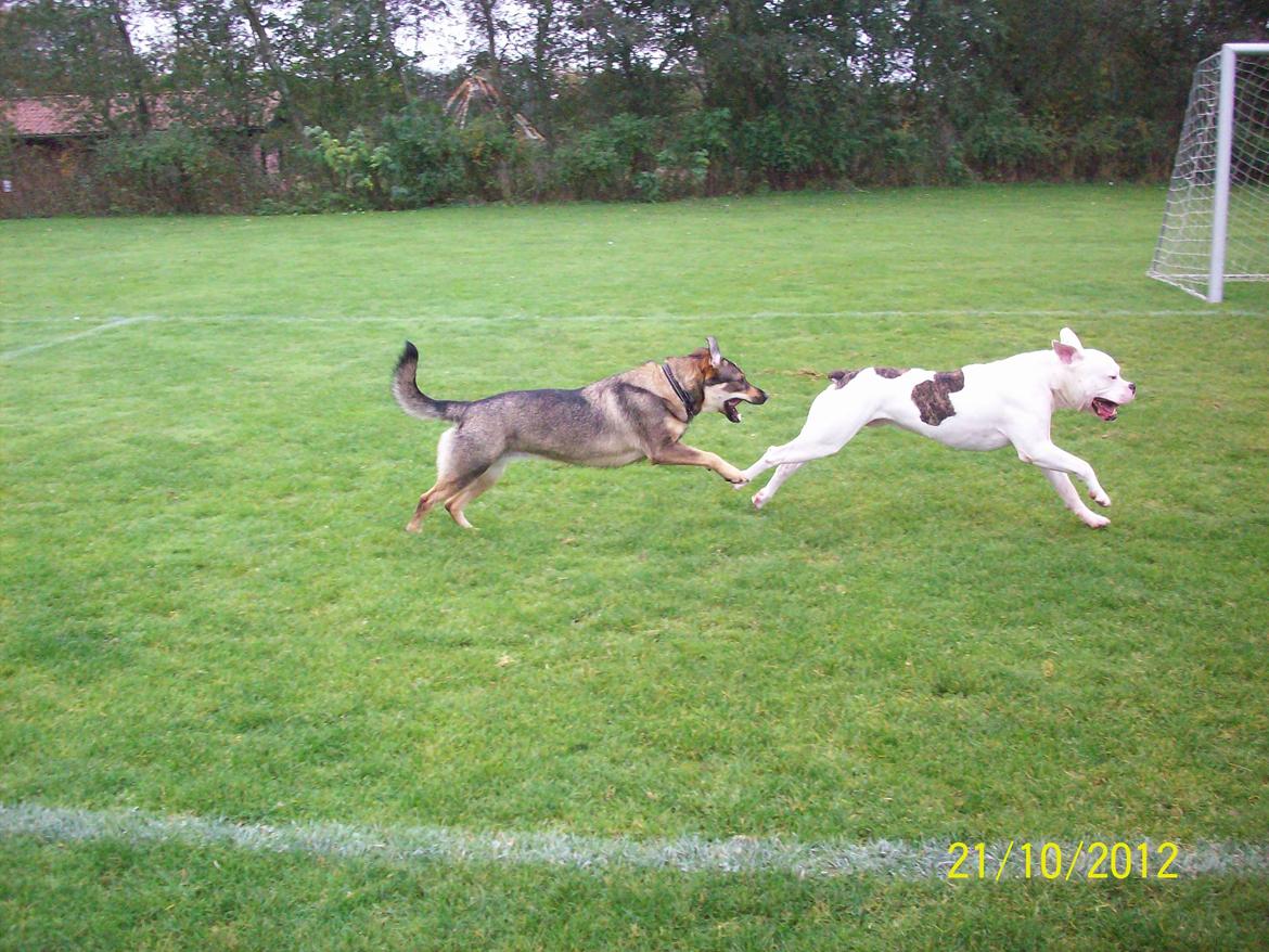 Blanding af racer Laika billede 18