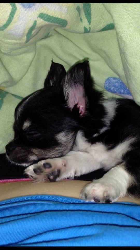 Chihuahua Chanel billede 2