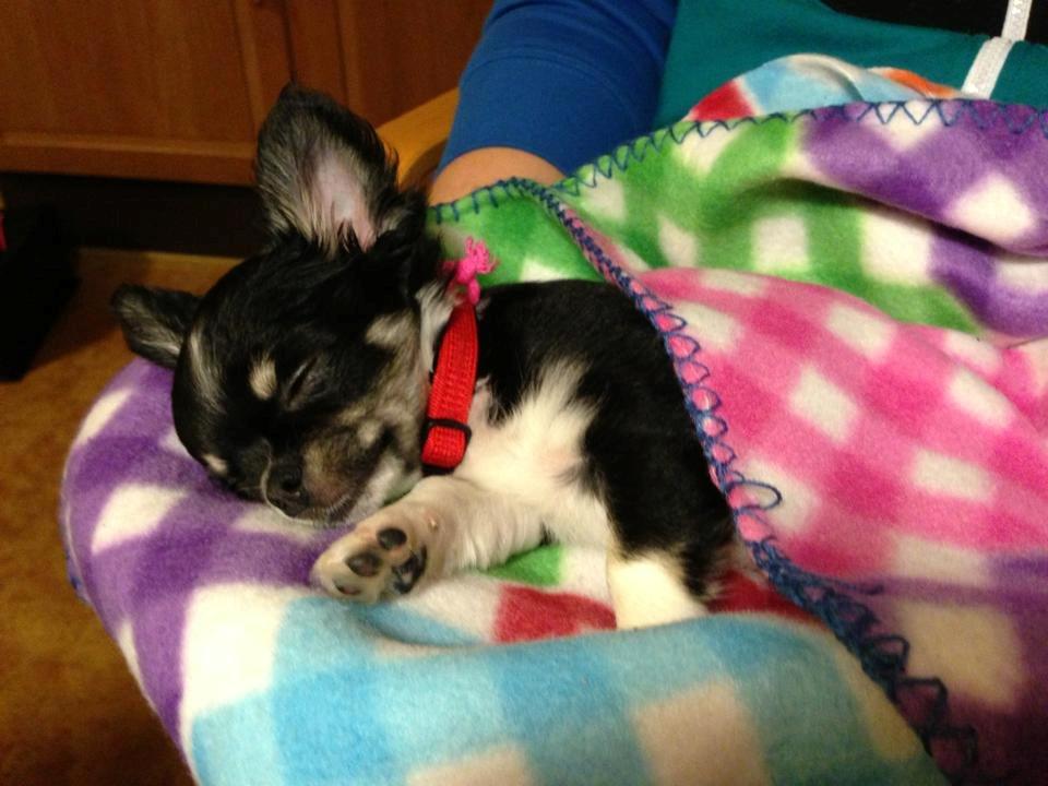 Chihuahua Chanel billede 3