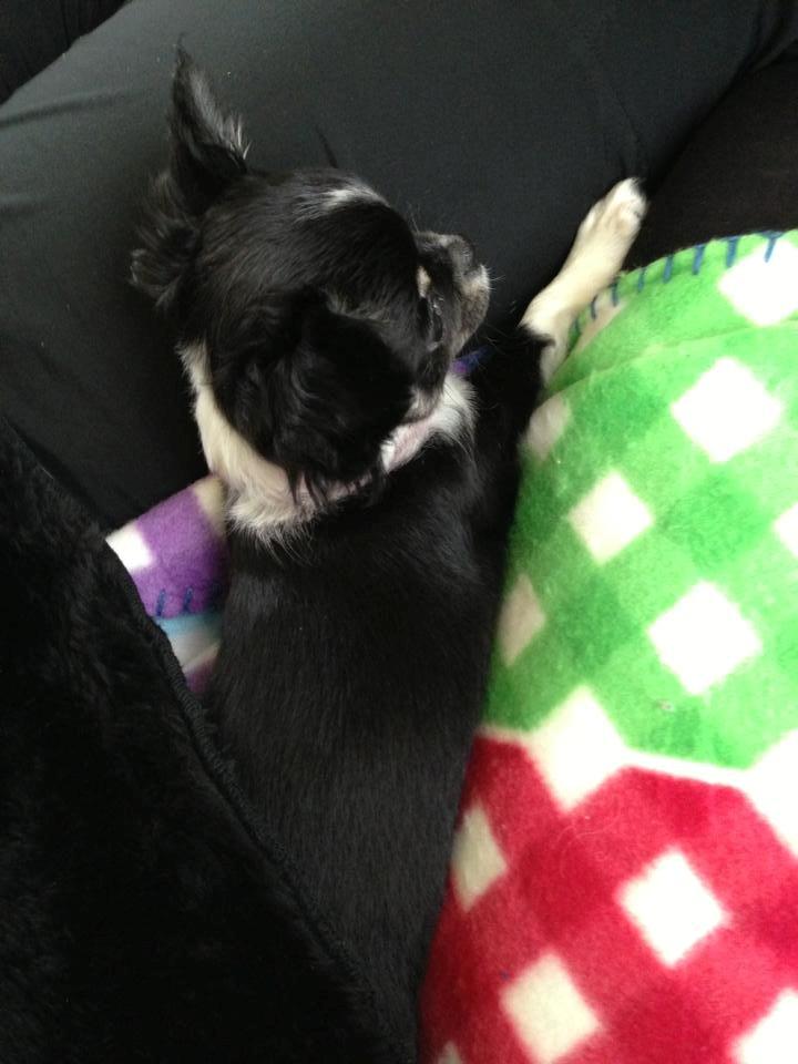 Chihuahua Chanel billede 4