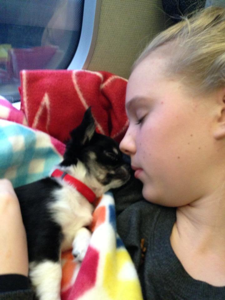 Chihuahua Chanel billede 5