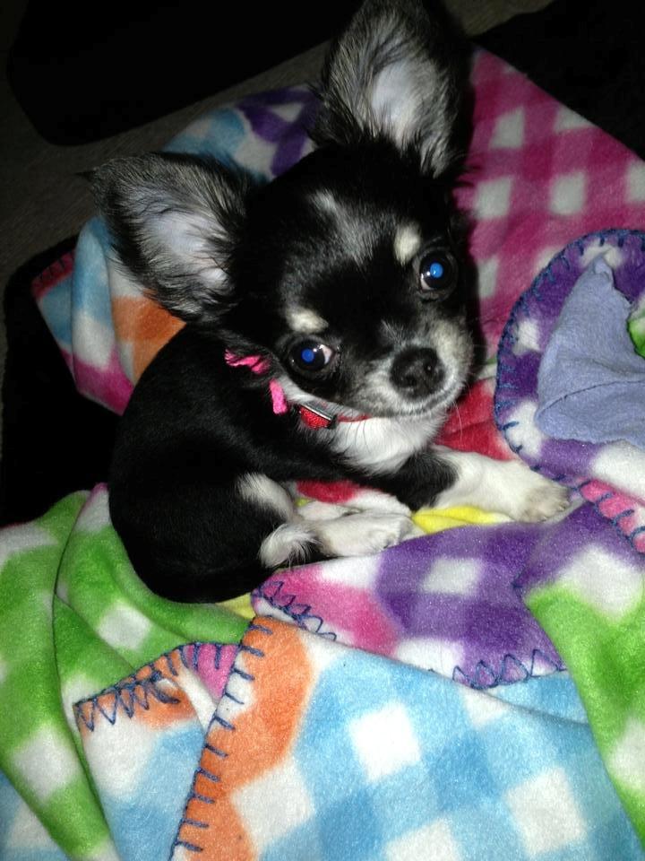 Chihuahua Chanel billede 1