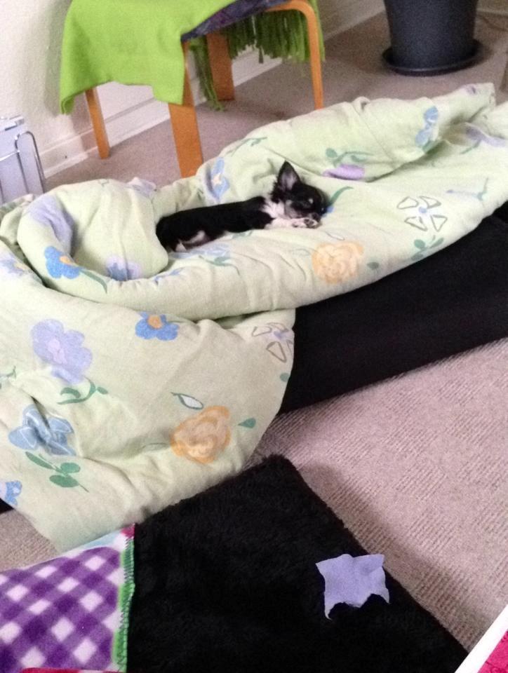 Chihuahua Chanel billede 6