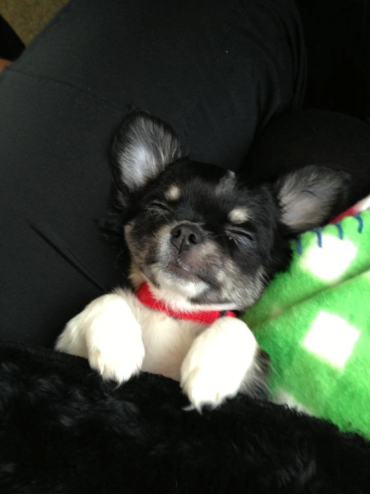 Chihuahua Chanel billede 7