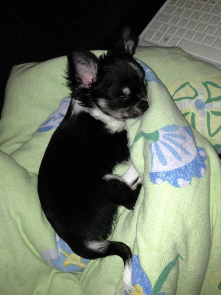 Chihuahua Chanel billede 8