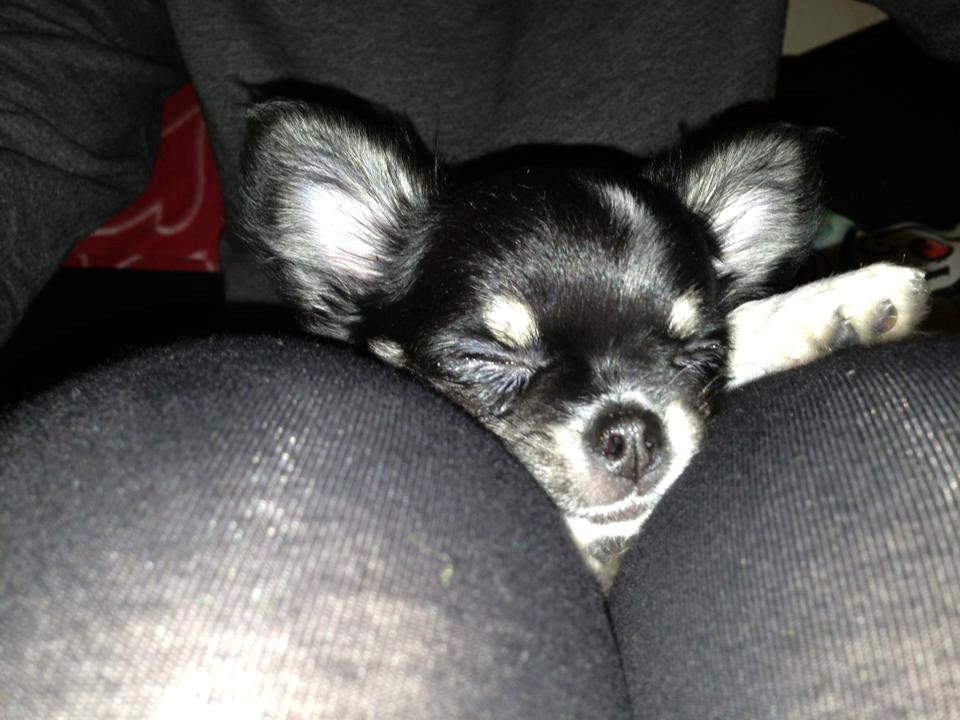 Chihuahua Chanel billede 9