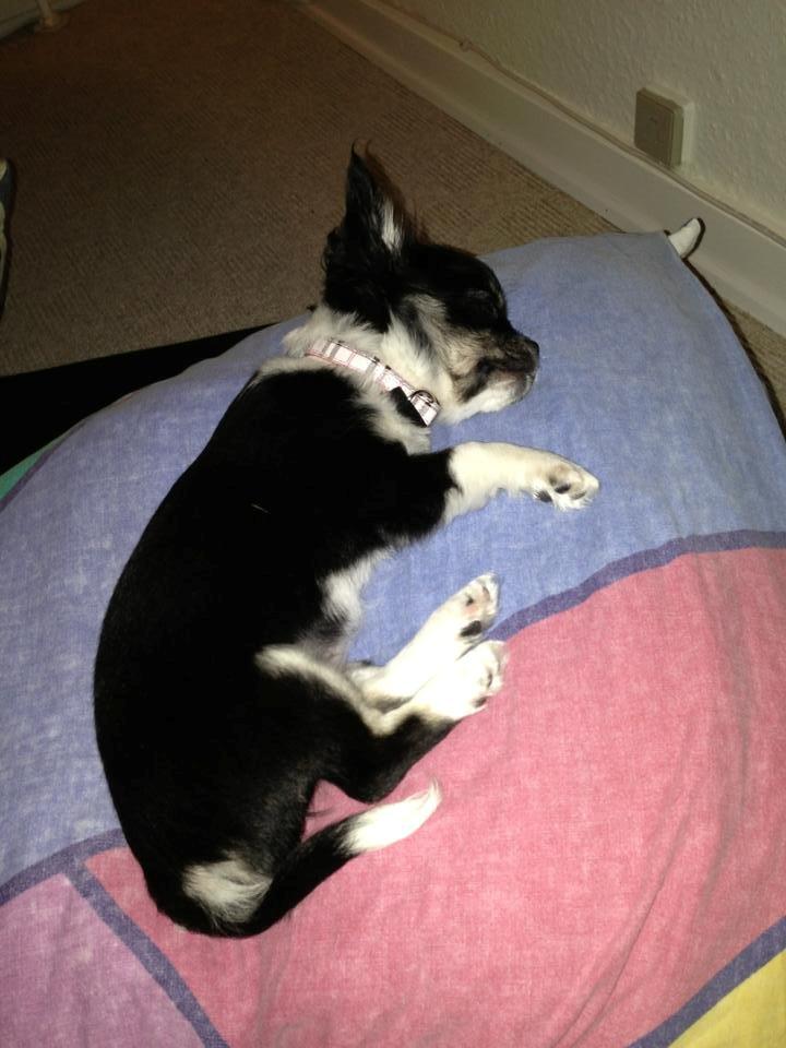 Chihuahua Chanel billede 10