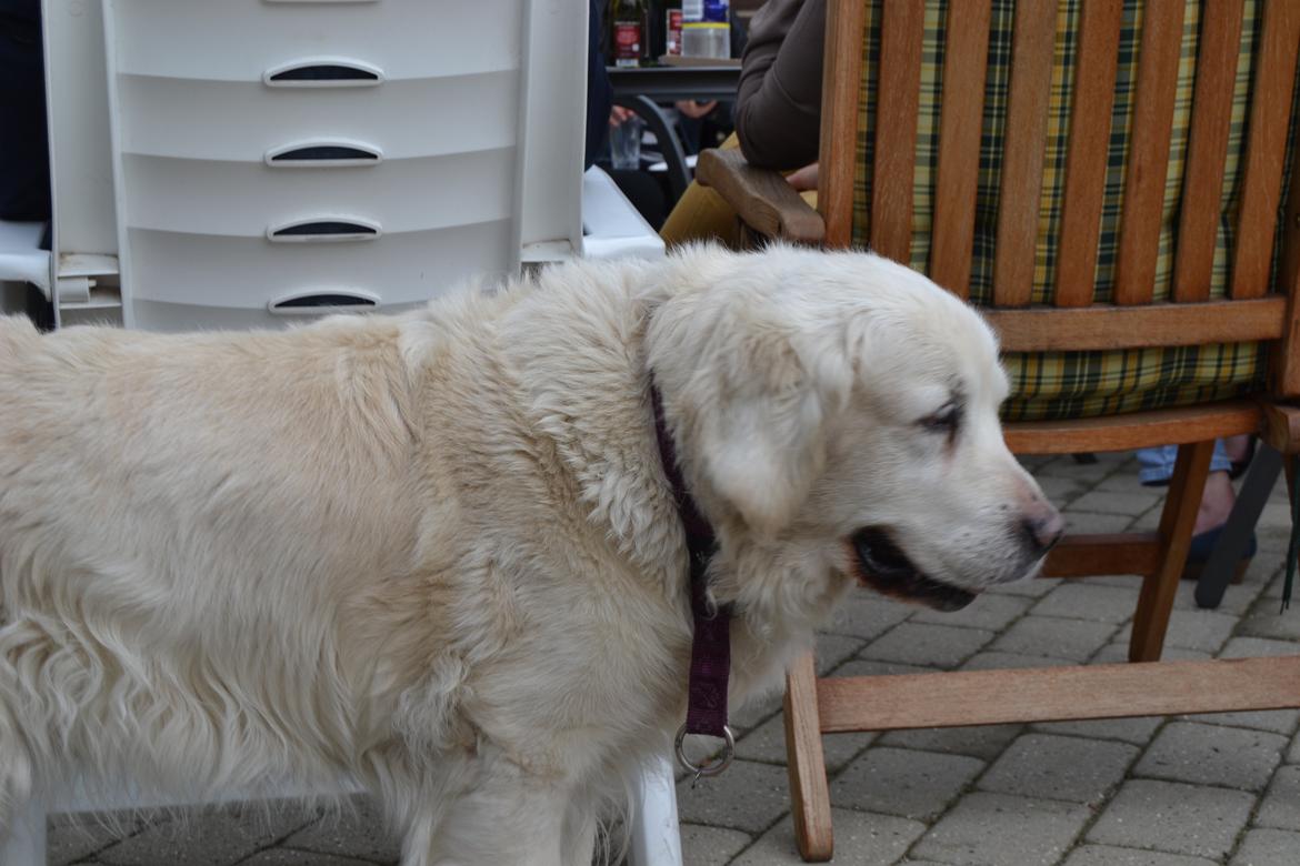 Golden retriever Debbie billede 2