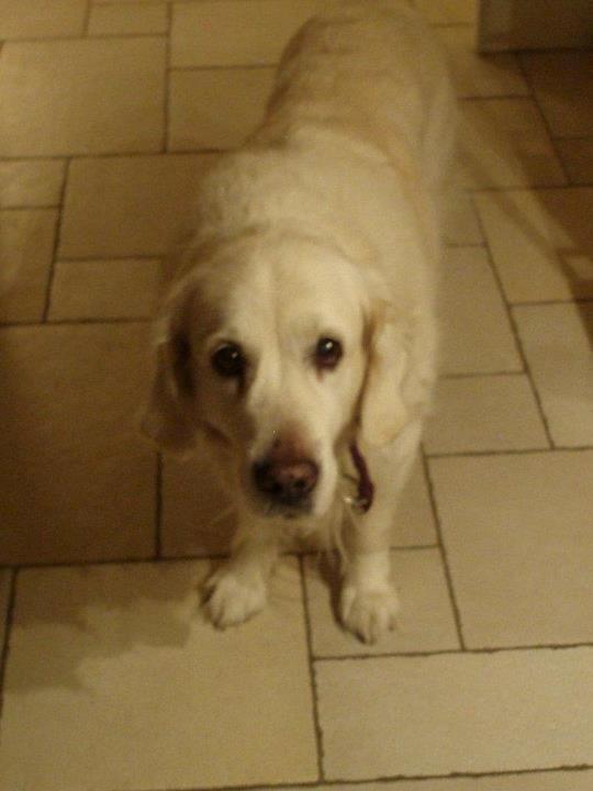 Golden retriever Debbie billede 3