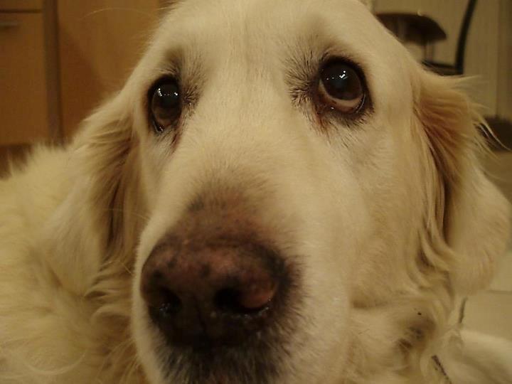 Golden retriever Debbie billede 1