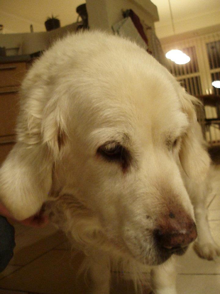 Golden retriever Debbie billede 4