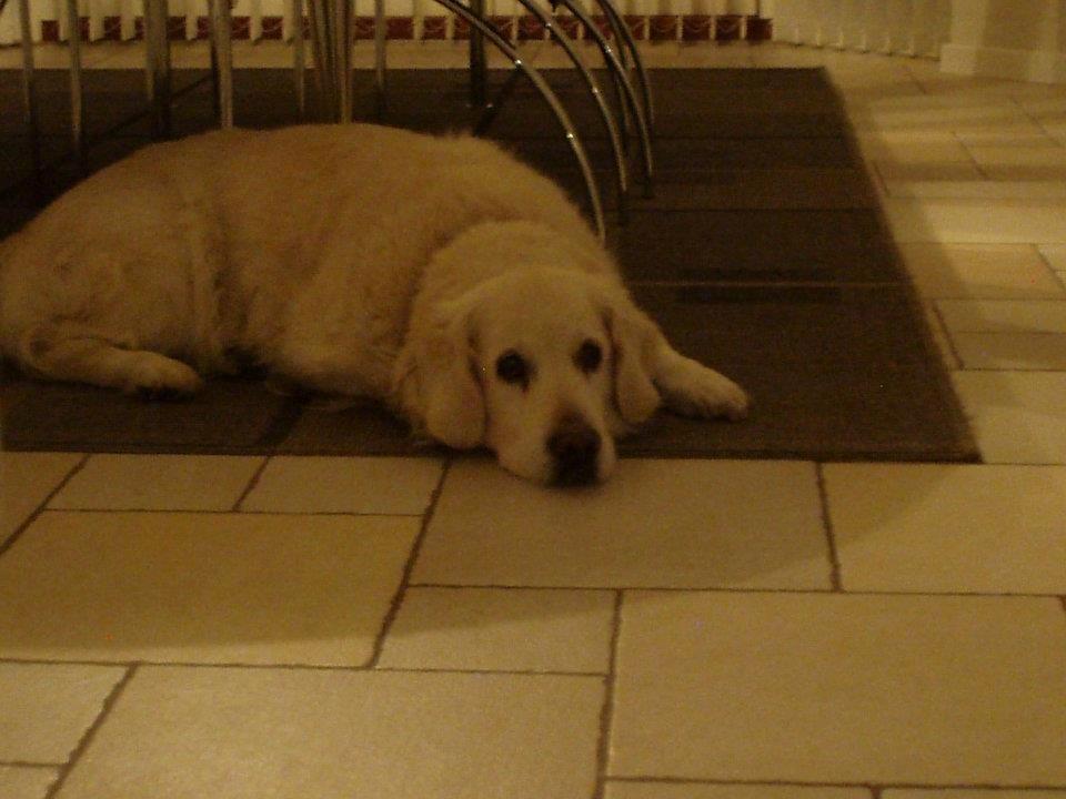 Golden retriever Debbie billede 6