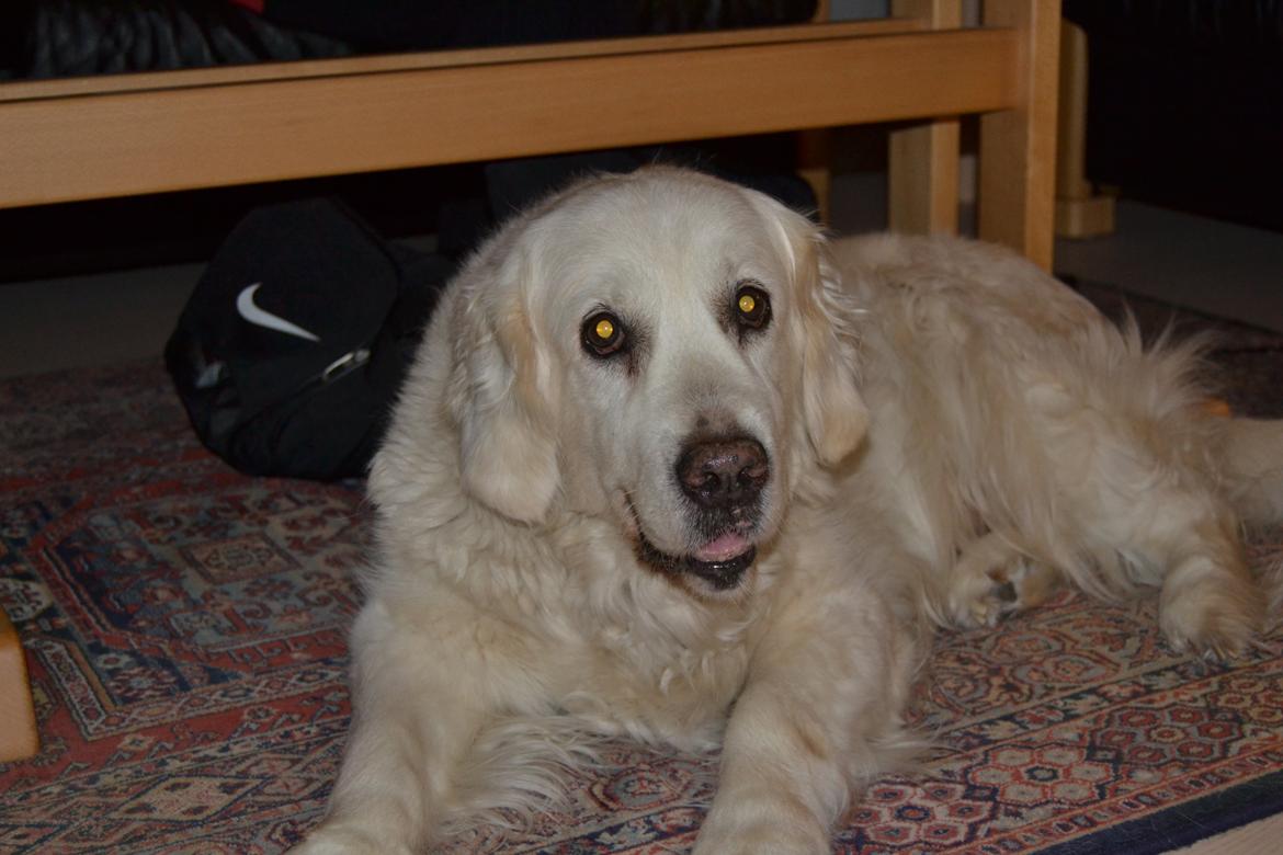 Golden retriever Debbie billede 7