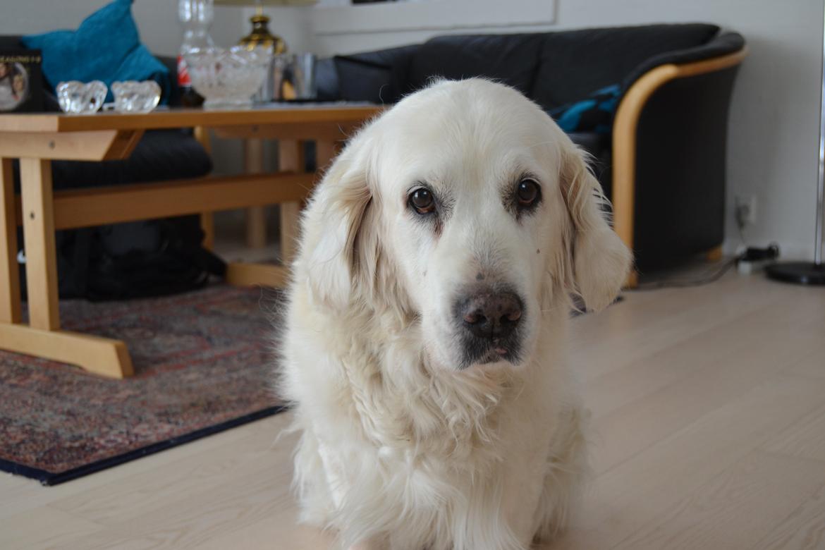 Golden retriever Debbie billede 8