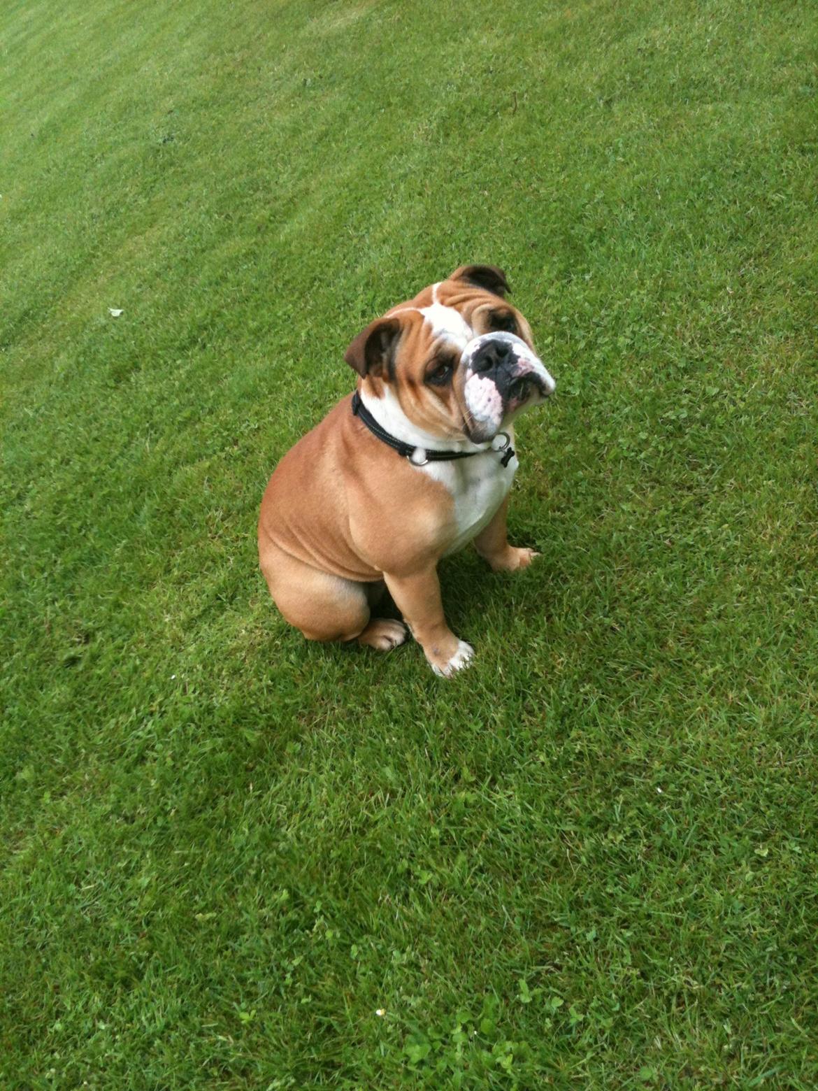 Olde english bulldogge Basil billede 4