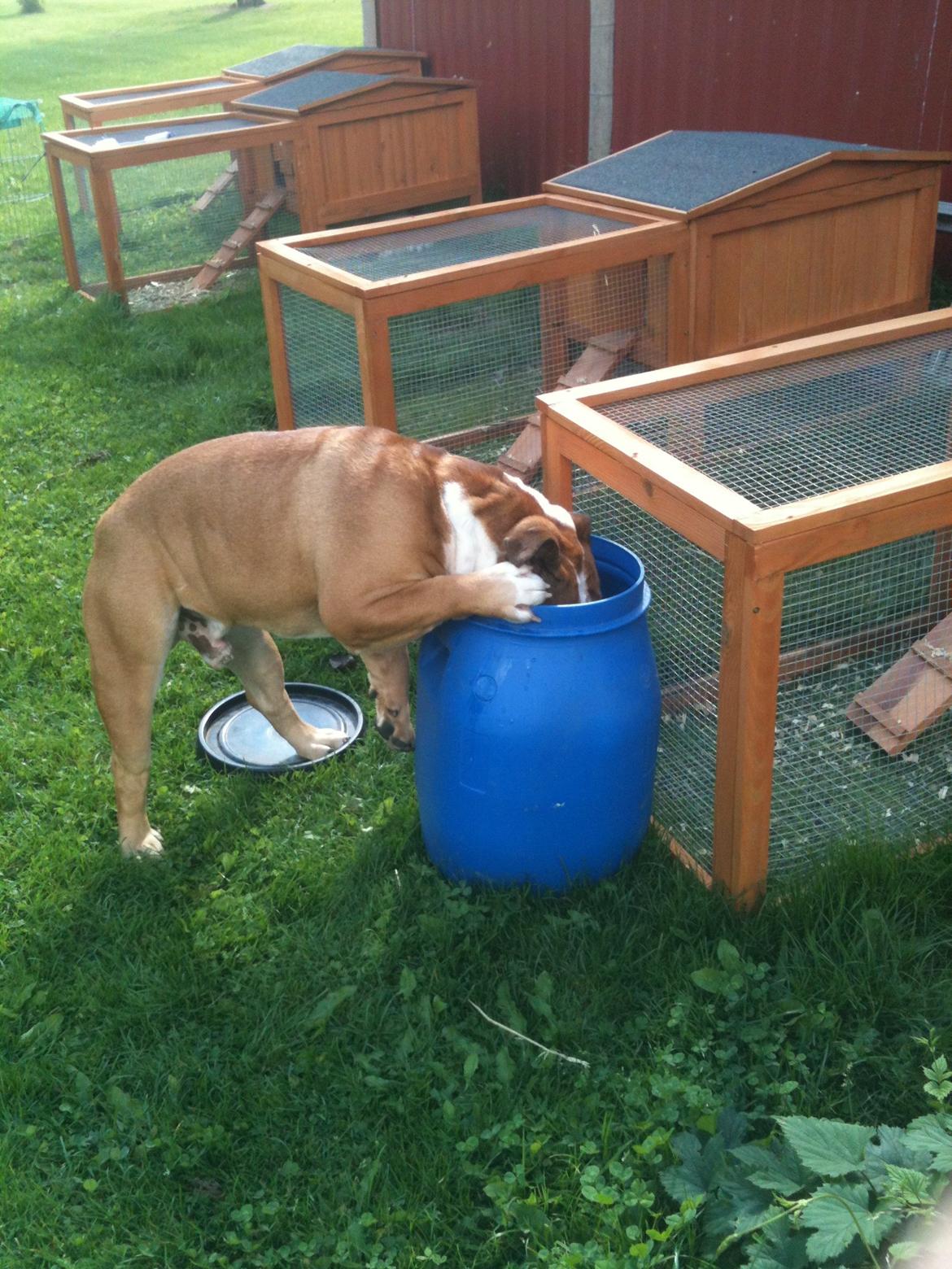 Olde english bulldogge Basil billede 11