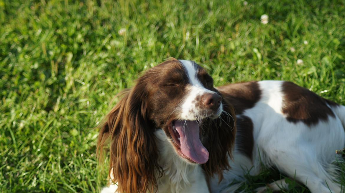 Engelsk springer spaniel Bina billede 14