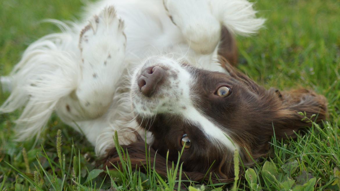 Engelsk springer spaniel Bina billede 1