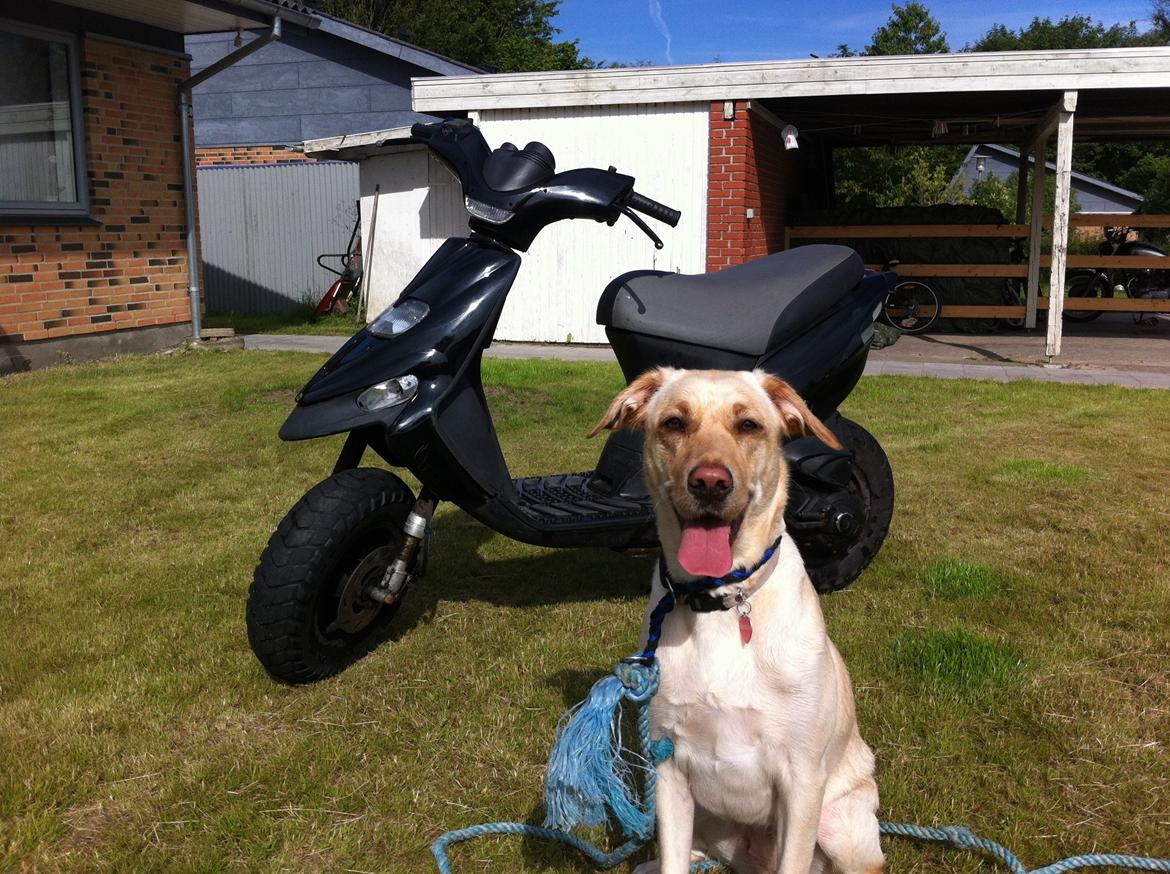 Blanding af racer Blondie billede 1