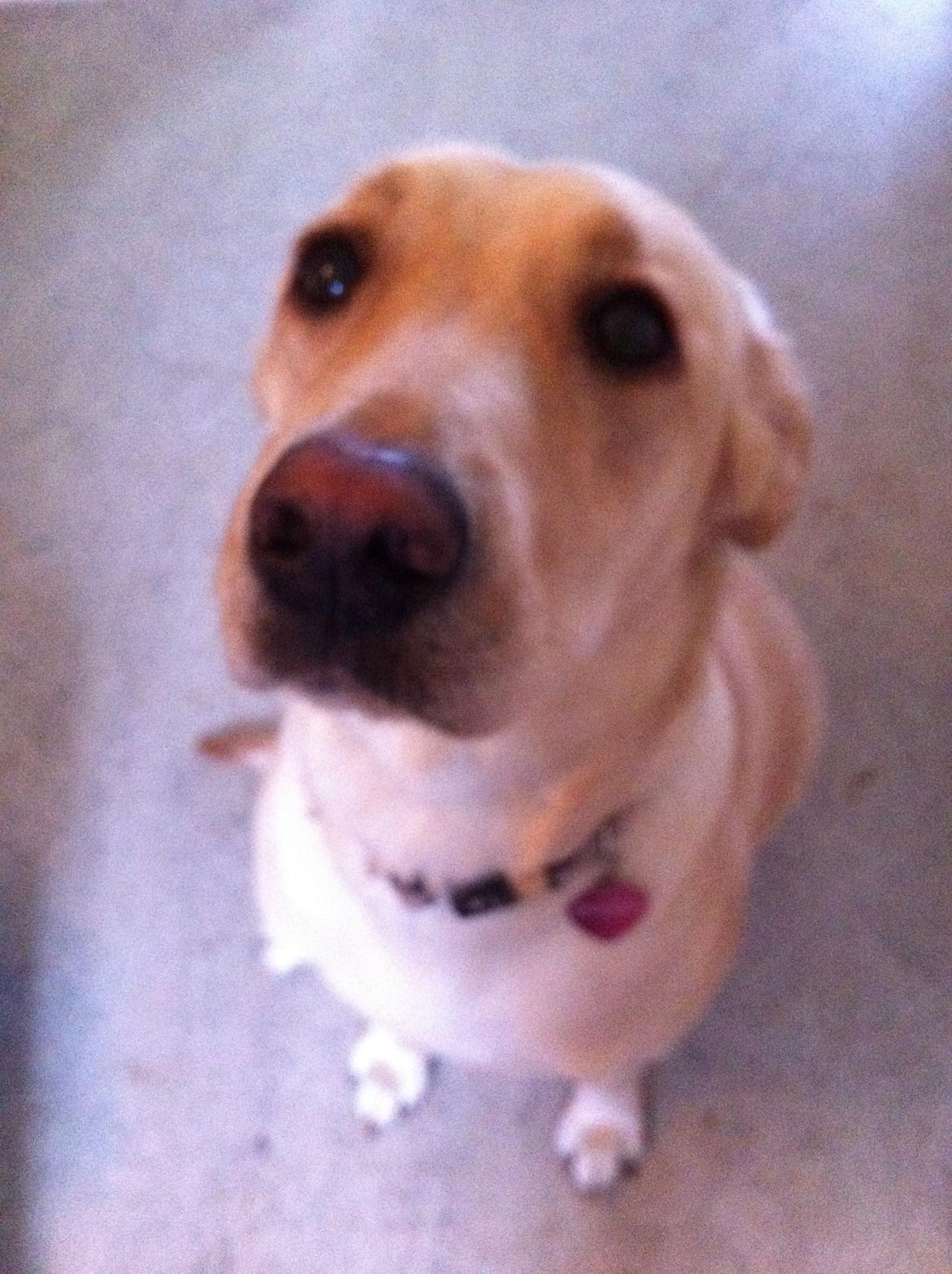 Blanding af racer Blondie billede 2