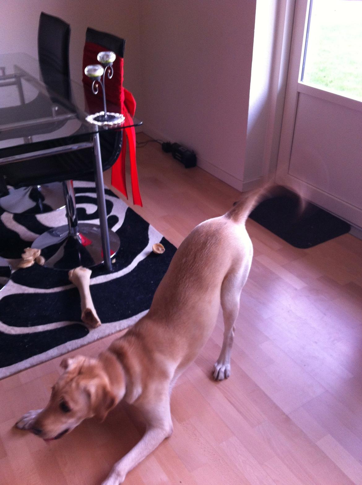 Blanding af racer Blondie billede 3