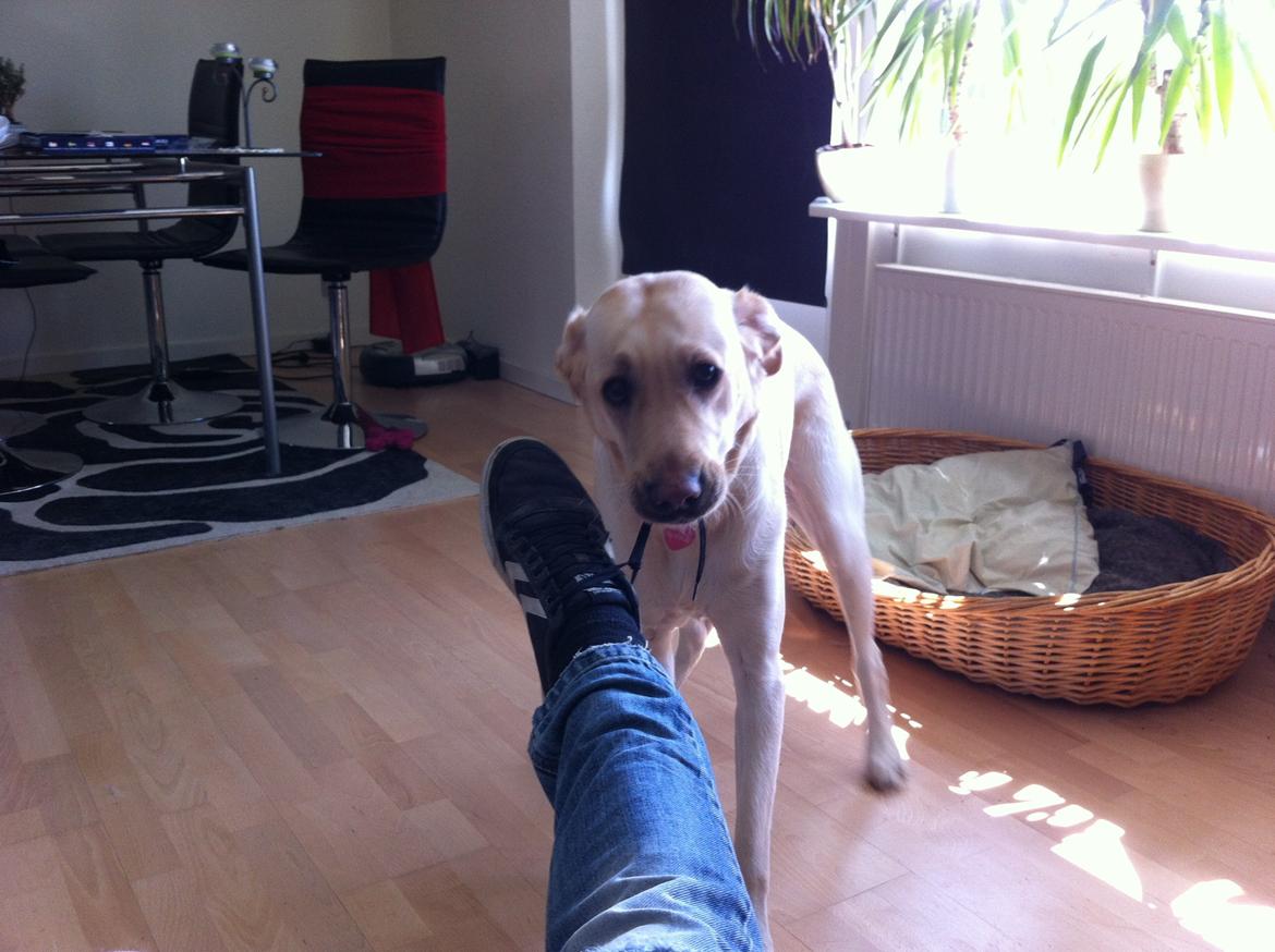 Blanding af racer Blondie billede 4