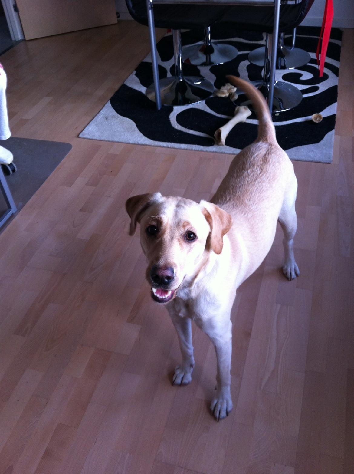 Blanding af racer Blondie billede 5