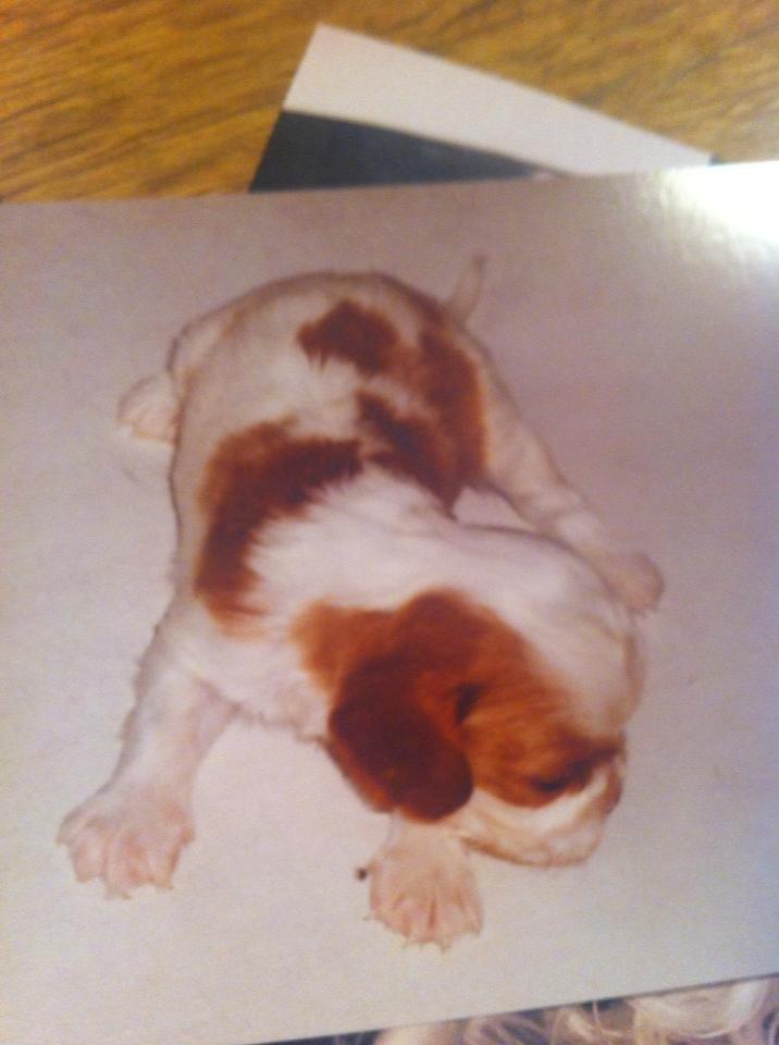 Cavalier king charles spaniel Charlie billede 14