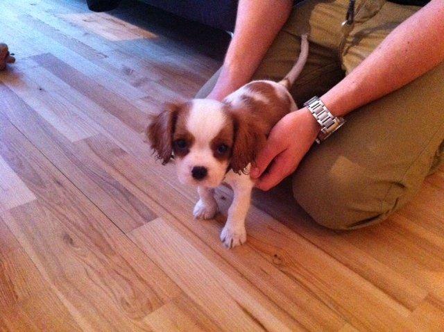 Cavalier king charles spaniel Charlie - Charlie er klar til at lege billede 15