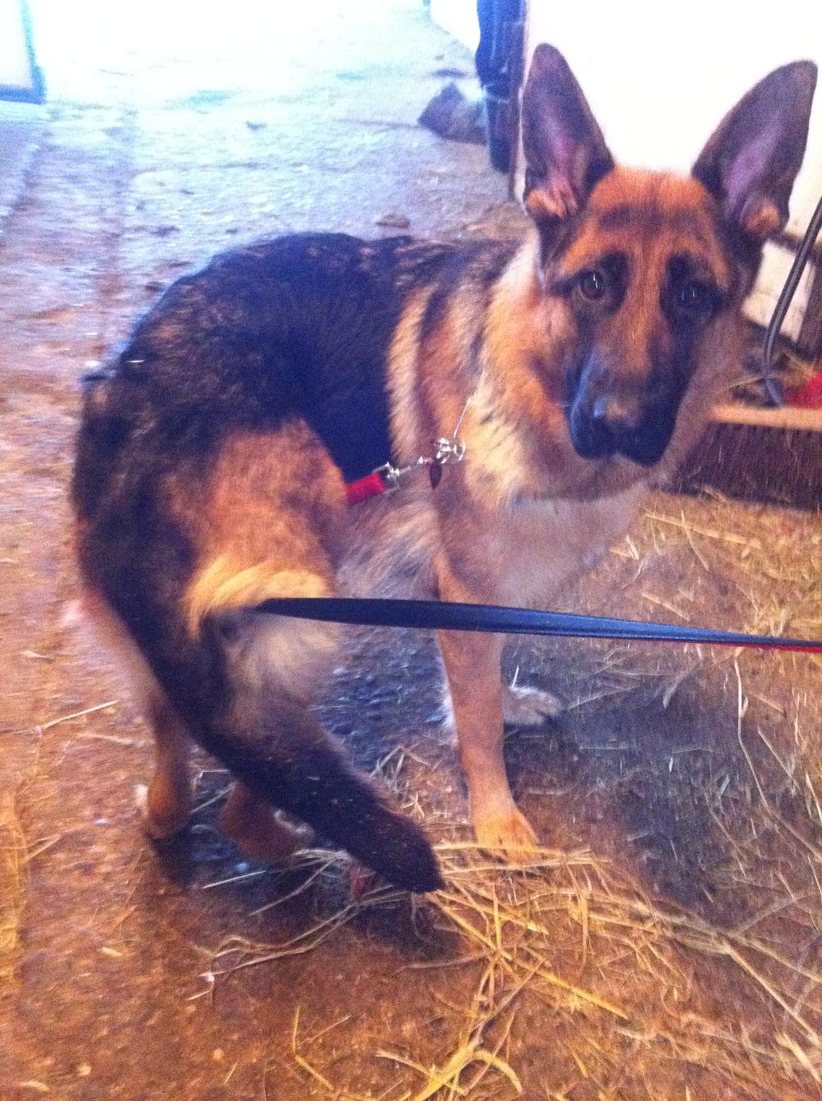 Schæferhund Ol-Lilletorup's Dixie - Dixie er en klump i stalden :-P billede 2