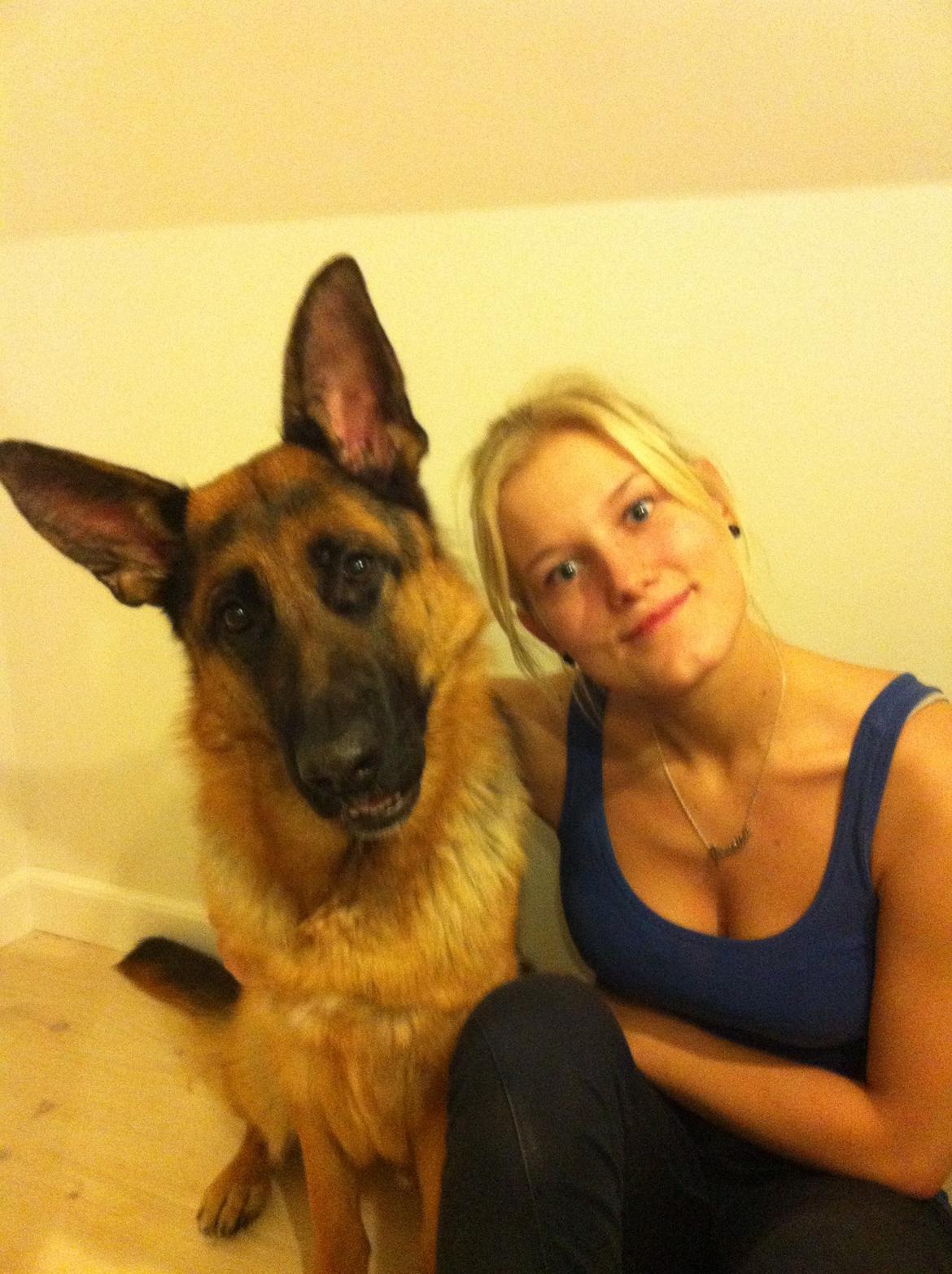 Schæferhund Ol-Lilletorup's Dixie billede 3