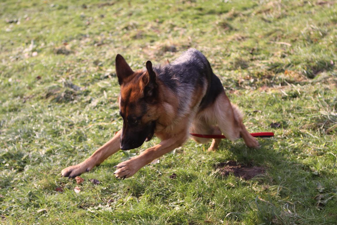 Schæferhund Ol-Lilletorup's Dixie billede 4