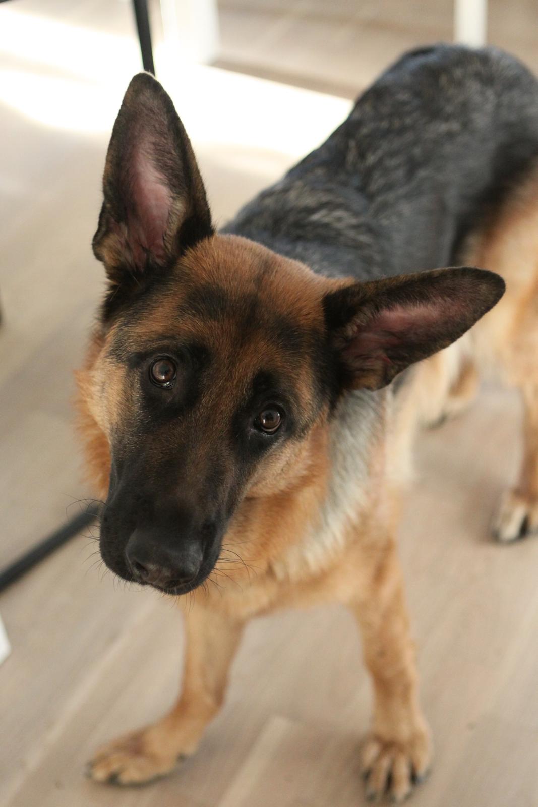 Schæferhund Ol-Lilletorup's Dixie billede 1