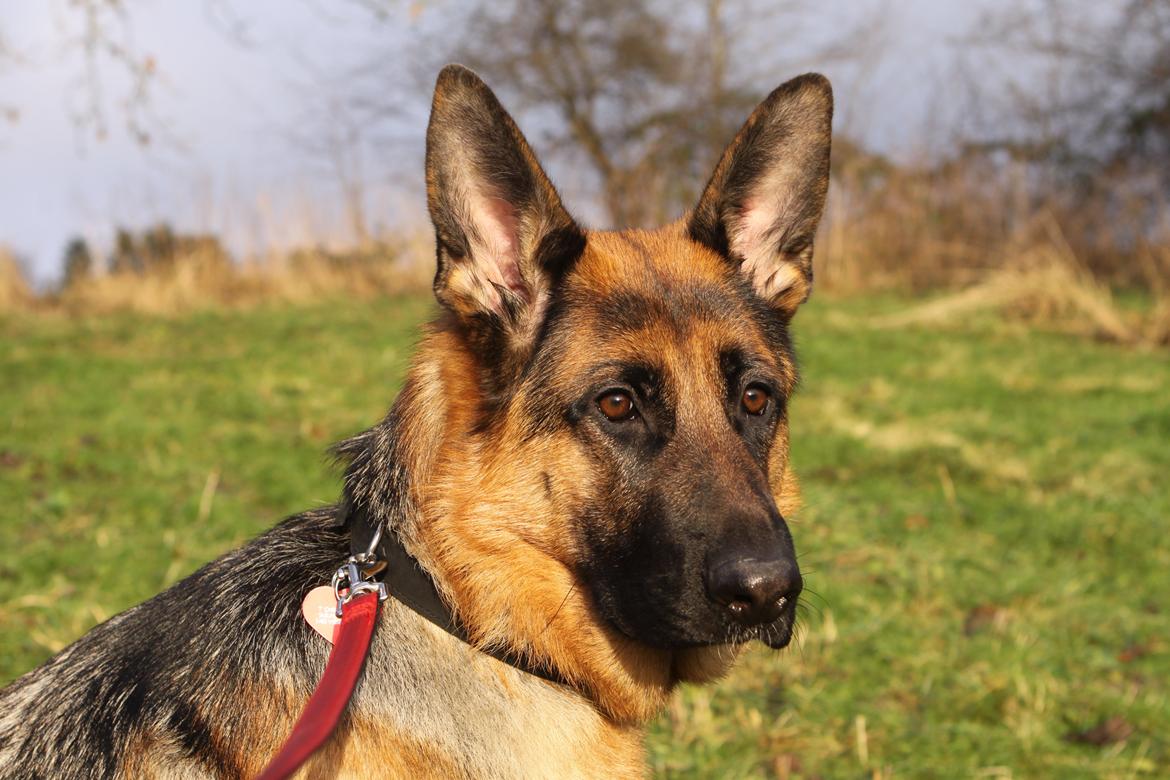 Schæferhund Ol-Lilletorup's Dixie billede 5