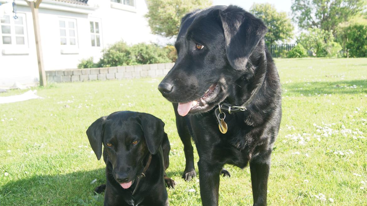 Labrador retriever Kingo - Kingo og hans bedste veninde Nalle (Nala) <3 De elsker hinanden! billede 3