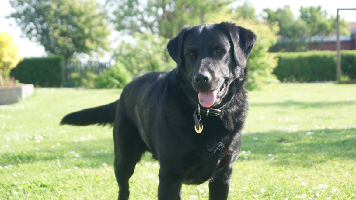 Labrador retriever Kingo billede 1