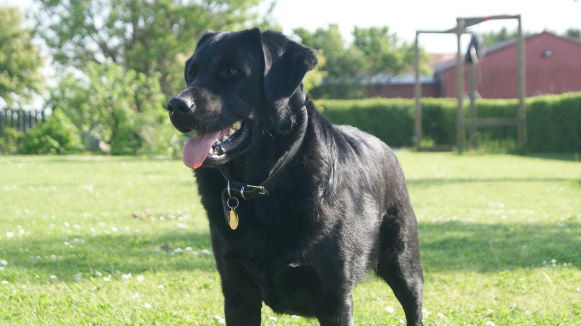 Labrador retriever Kingo billede 2