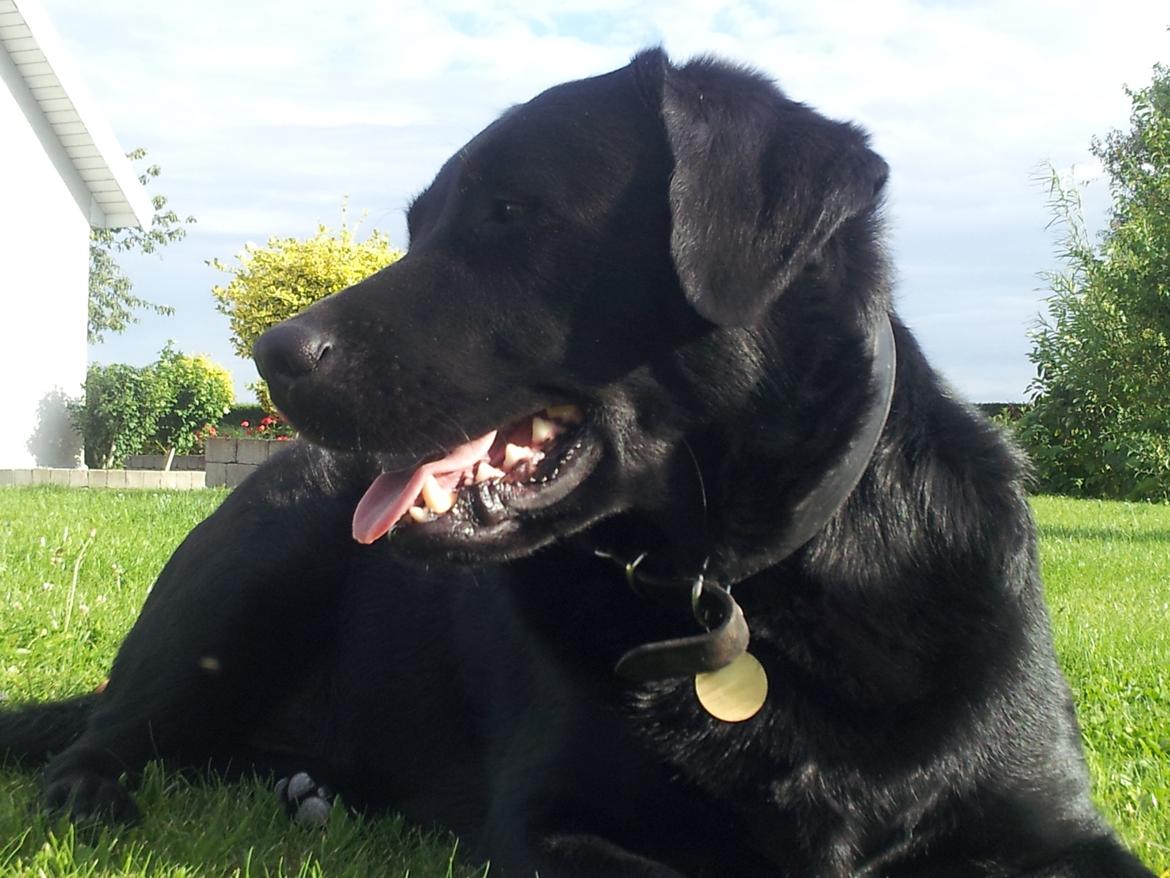 Labrador retriever Kingo billede 4