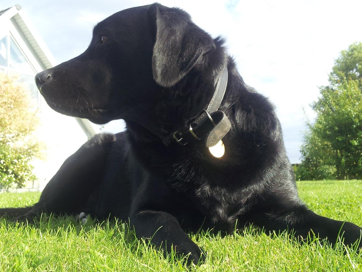 Labrador retriever Kingo billede 5