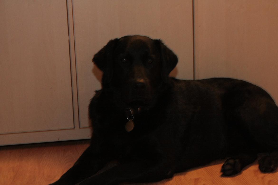 Labrador retriever Kingo billede 6