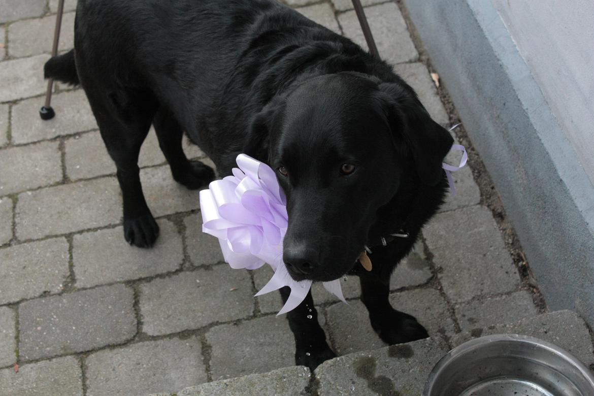 Labrador retriever Kingo billede 7