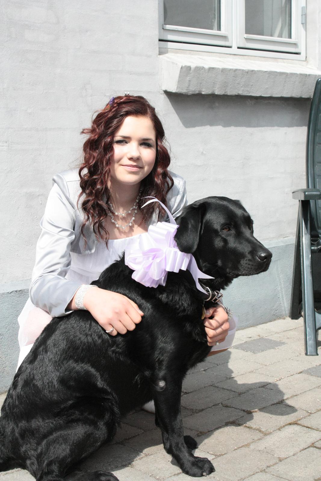 Labrador retriever Kingo billede 8