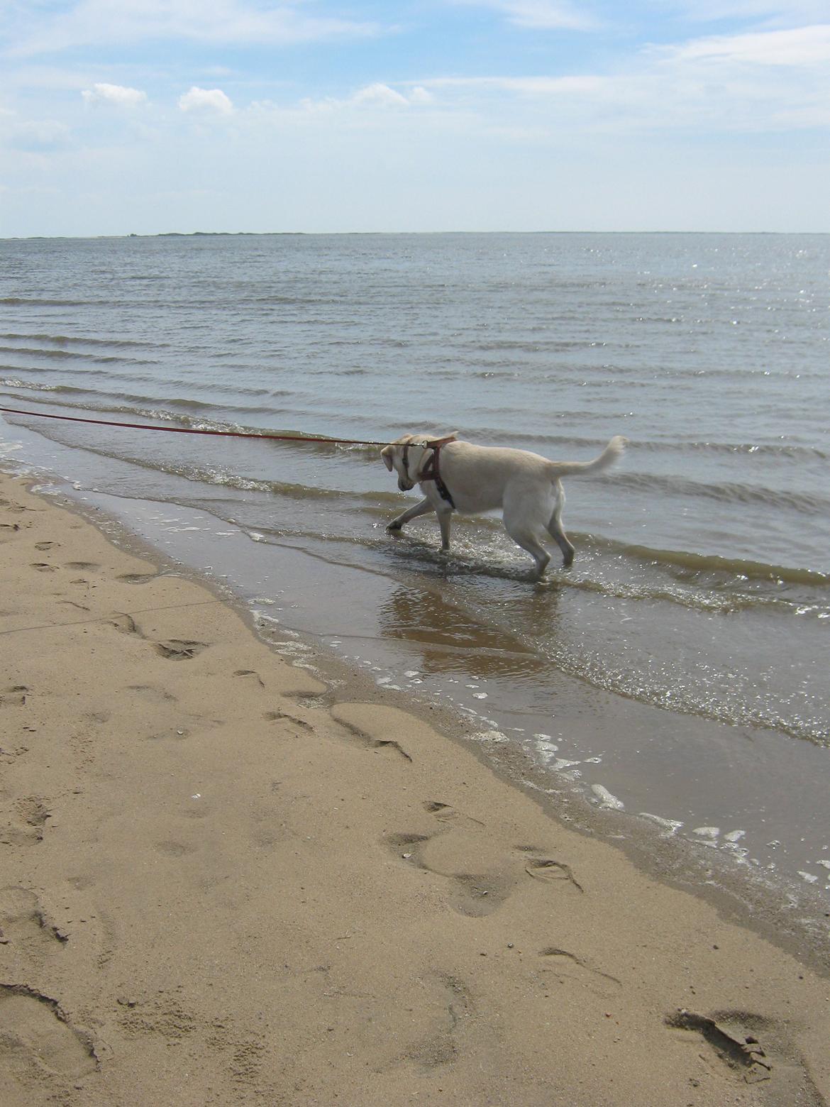 Blanding af racer Fnug - Fnug sommeren 2012 billede 15