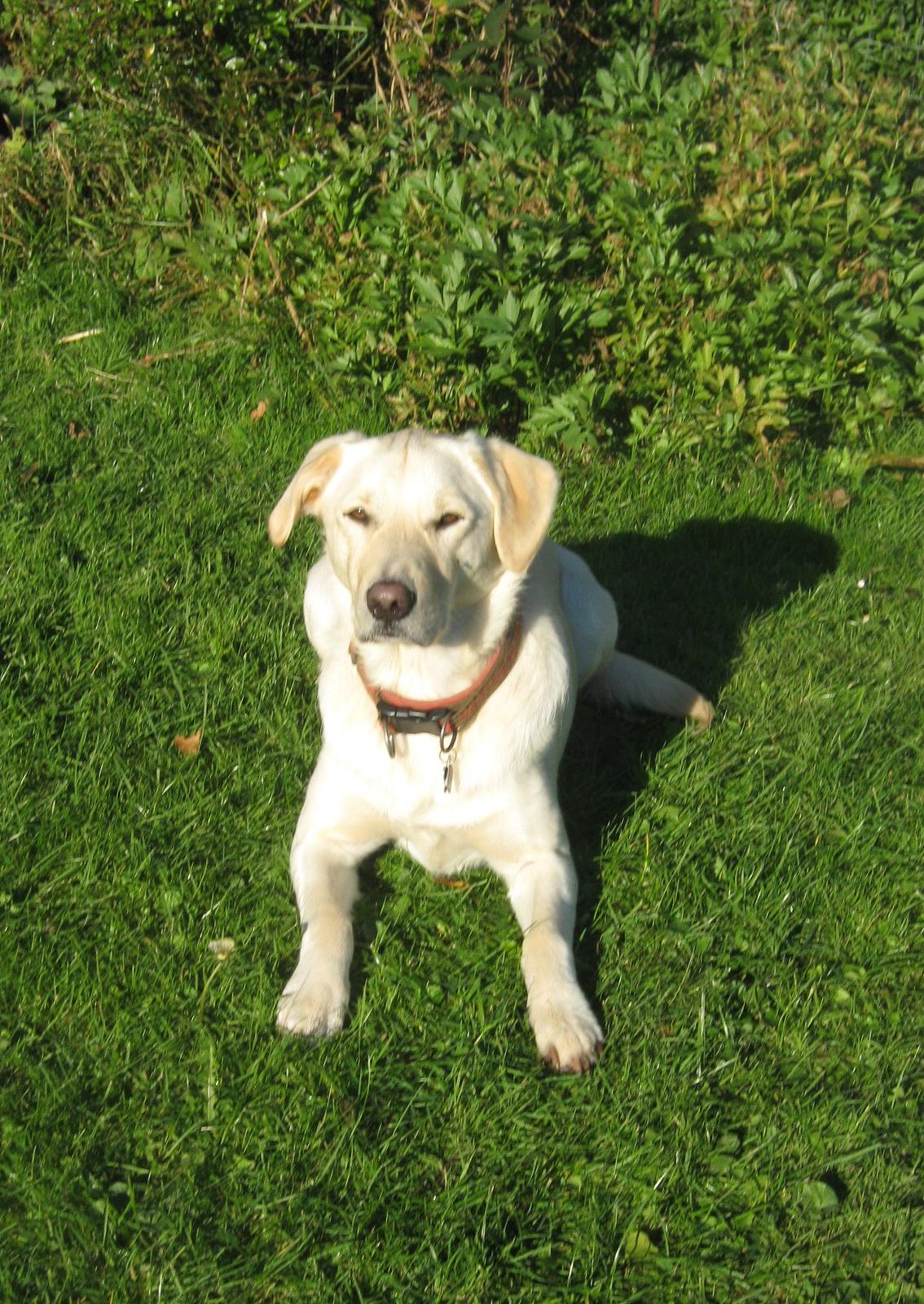 Blanding af racer Fnug - Fnug oktober 2011 billede 14