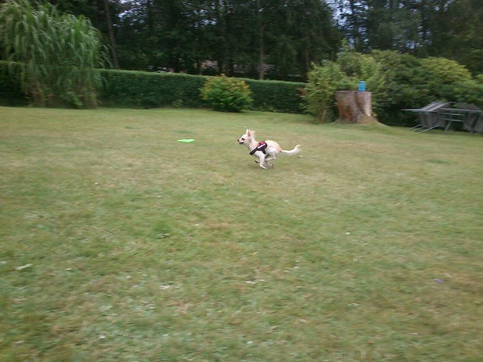 Chihuahua Gabi billede 2