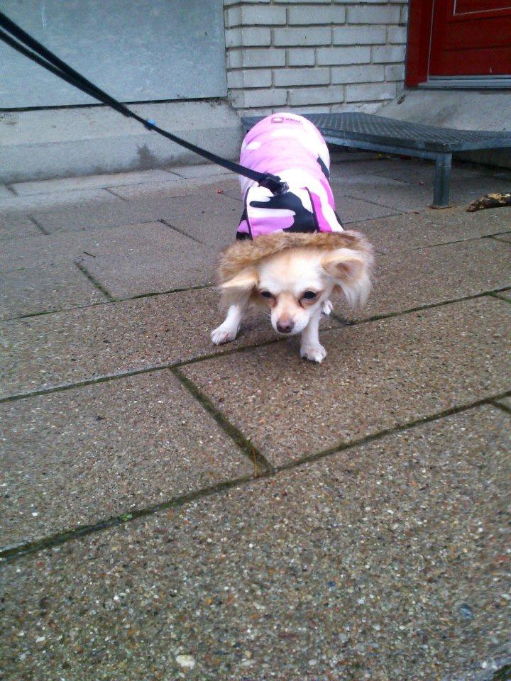 Chihuahua Gabi billede 4