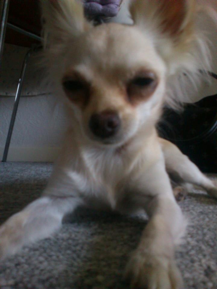 Chihuahua Gabi billede 3